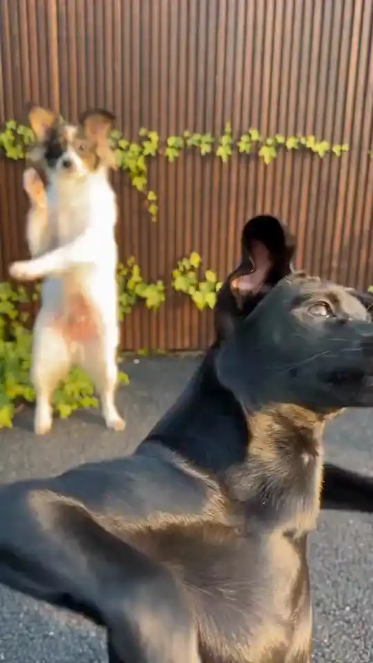 Dynamic Street Dance Duo