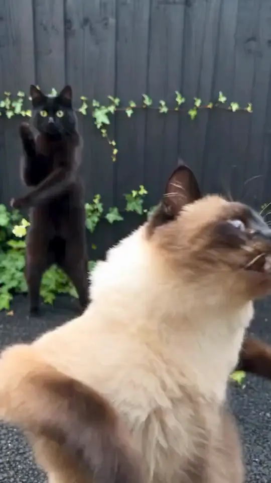TikTok Trendsetter Duo