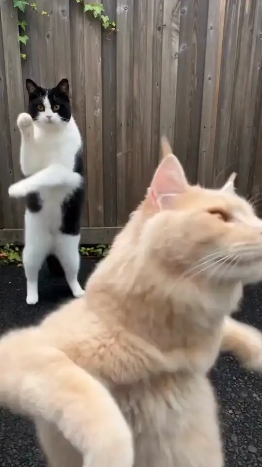 Dramatic Zoom 80s Dance Floor